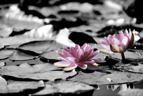 N&eacute;nuphar